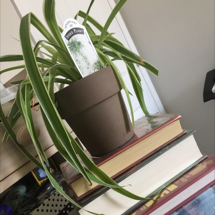Spider Plant plant photo by @DarkMoon568 named Frank on Greg, the plant care app.