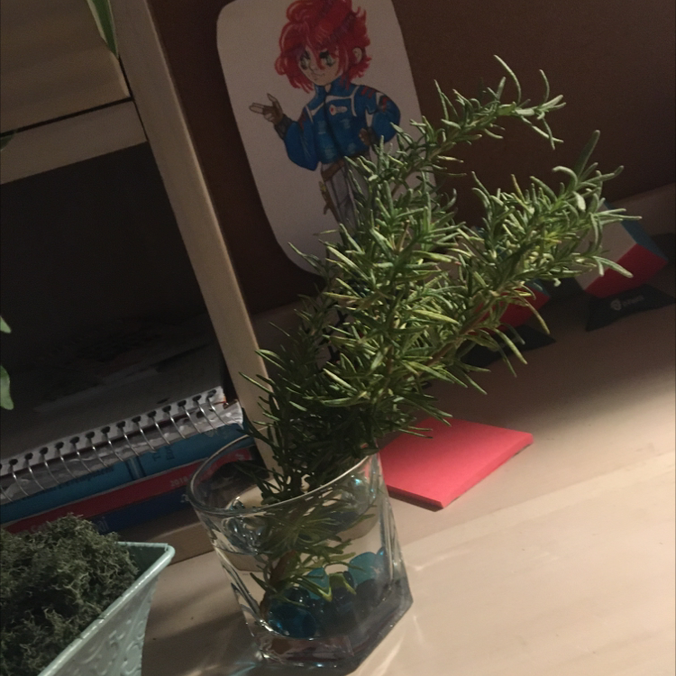 Rosemary plant photo by @DarkMoon568 named Sylvia on Greg, the plant care app.