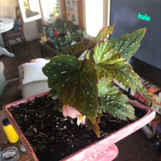 Angel Wing Begonia plant in San Marcos, Texas