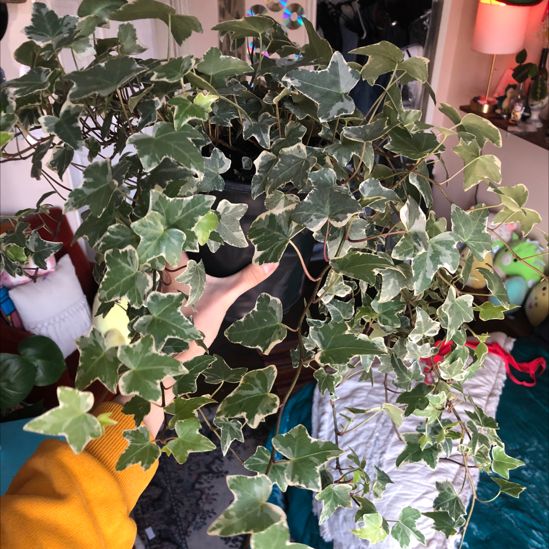 Photo of the plant species variegated ivy by @kassieheun named ivys evil twin on Greg, the plant care app