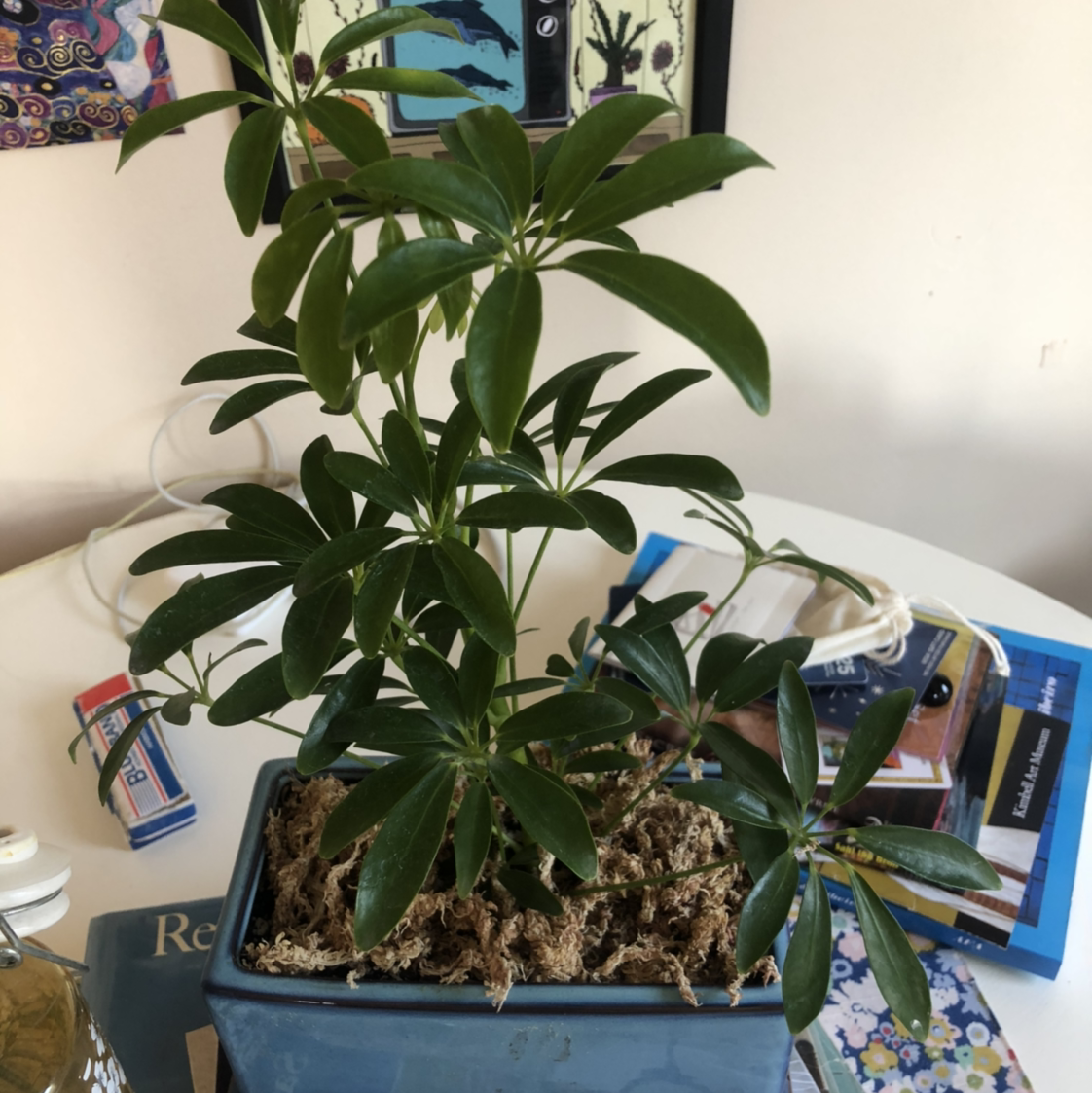Dwarf Umbrella Tree plant photo by @kassieheun named Rihanna on Greg, the plant care app.