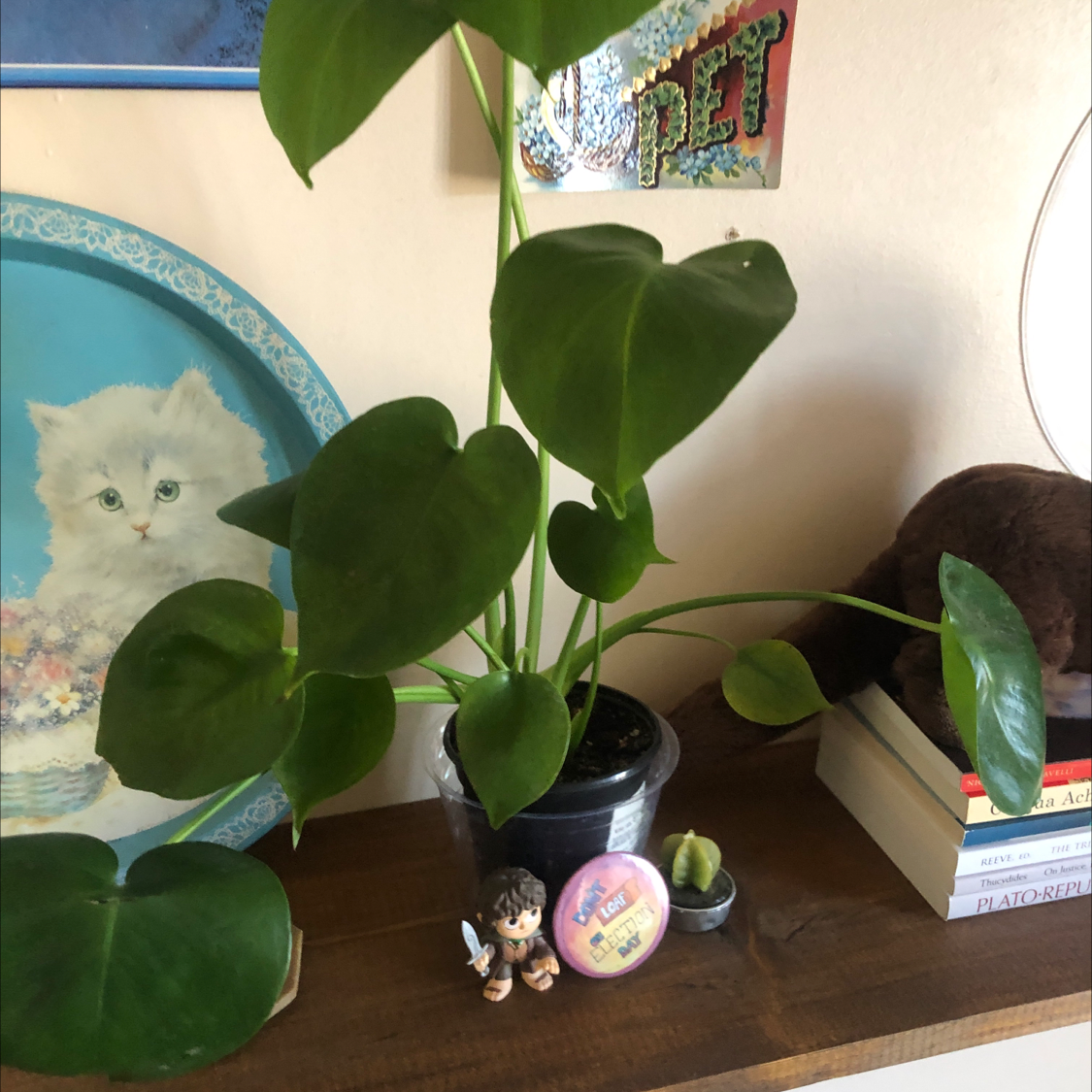 Monstera plant photo by @kassieheun named Monstera on Greg, the plant care app.