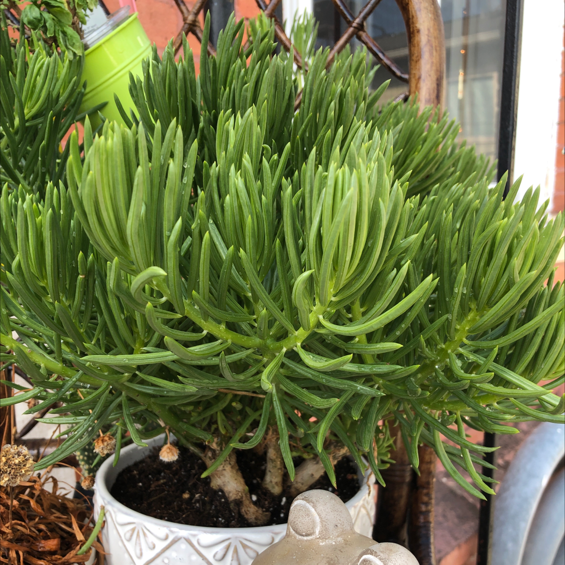 Photo of the plant species Succulent Bush Senecio by @kassieheun named elvira on Greg, the plant care app