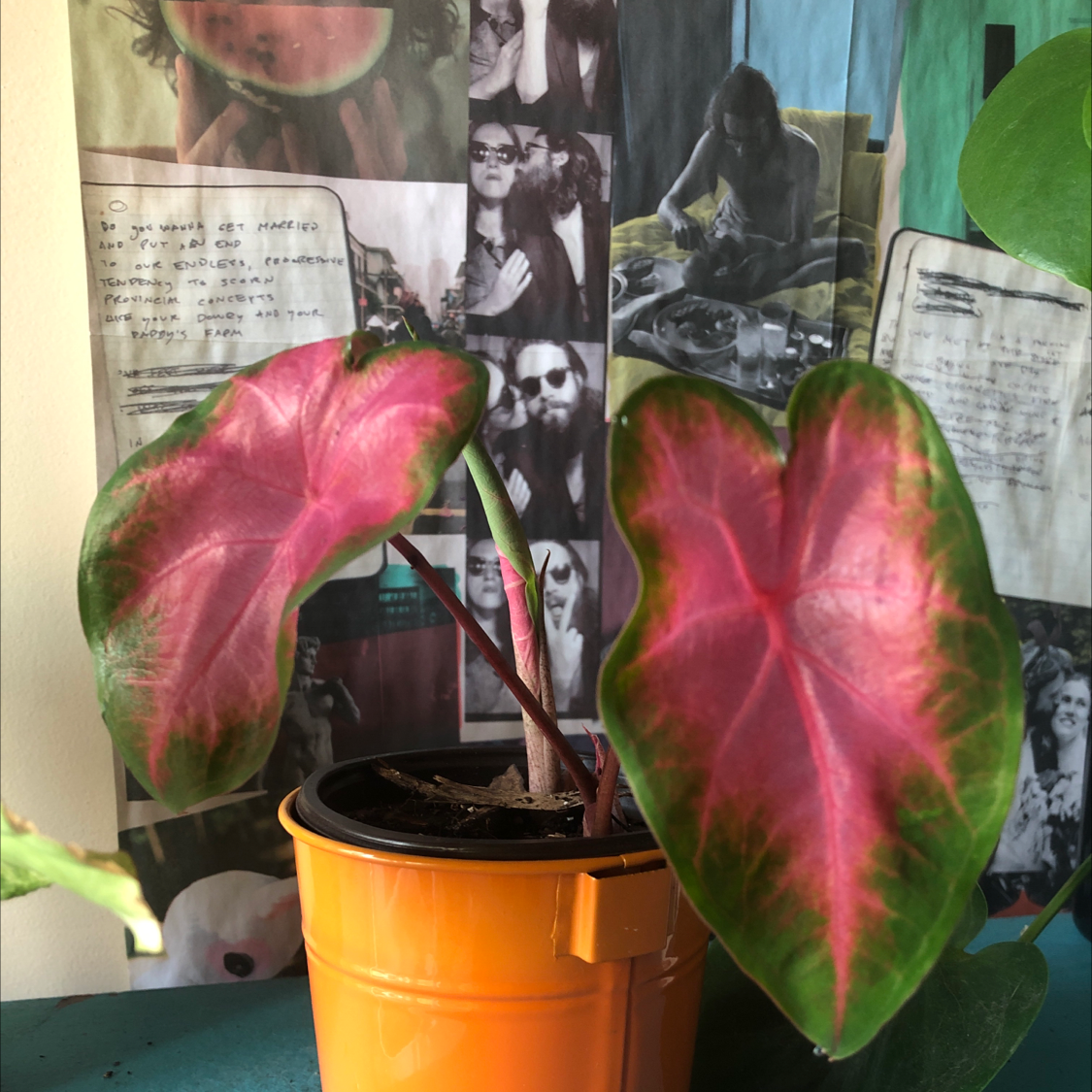 Heart of Jesus plant photo by @kassieheun named pink lady on Greg, the plant care app.