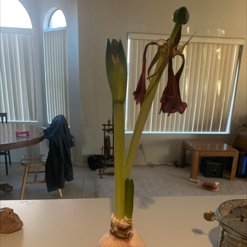 Striped-Tubed Amaryllis plant with one healthy stem and one wilted flower stem indoors.