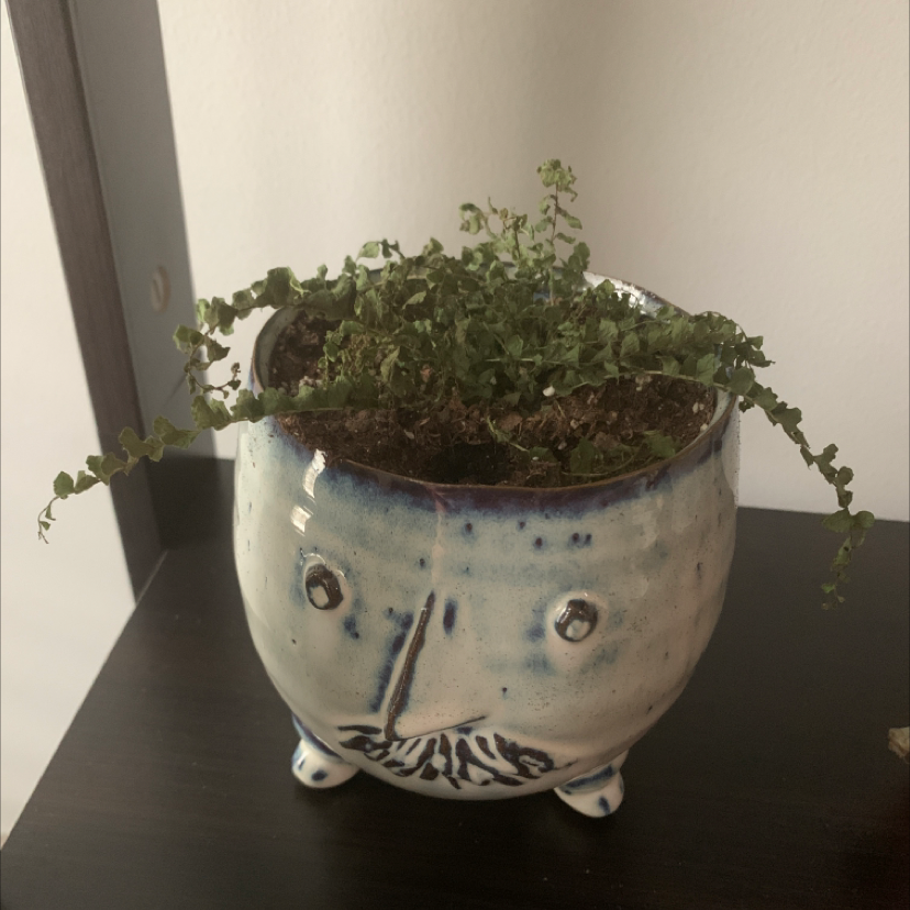 Photo of the plant species Sickle Fern by Ally named Cornelius on Greg, the plant care app