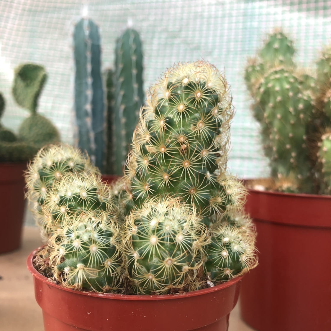 Photo of the plant species Lady Finger Cactus by @PricklyScorpio named Golden Mama on Greg, the plant care app