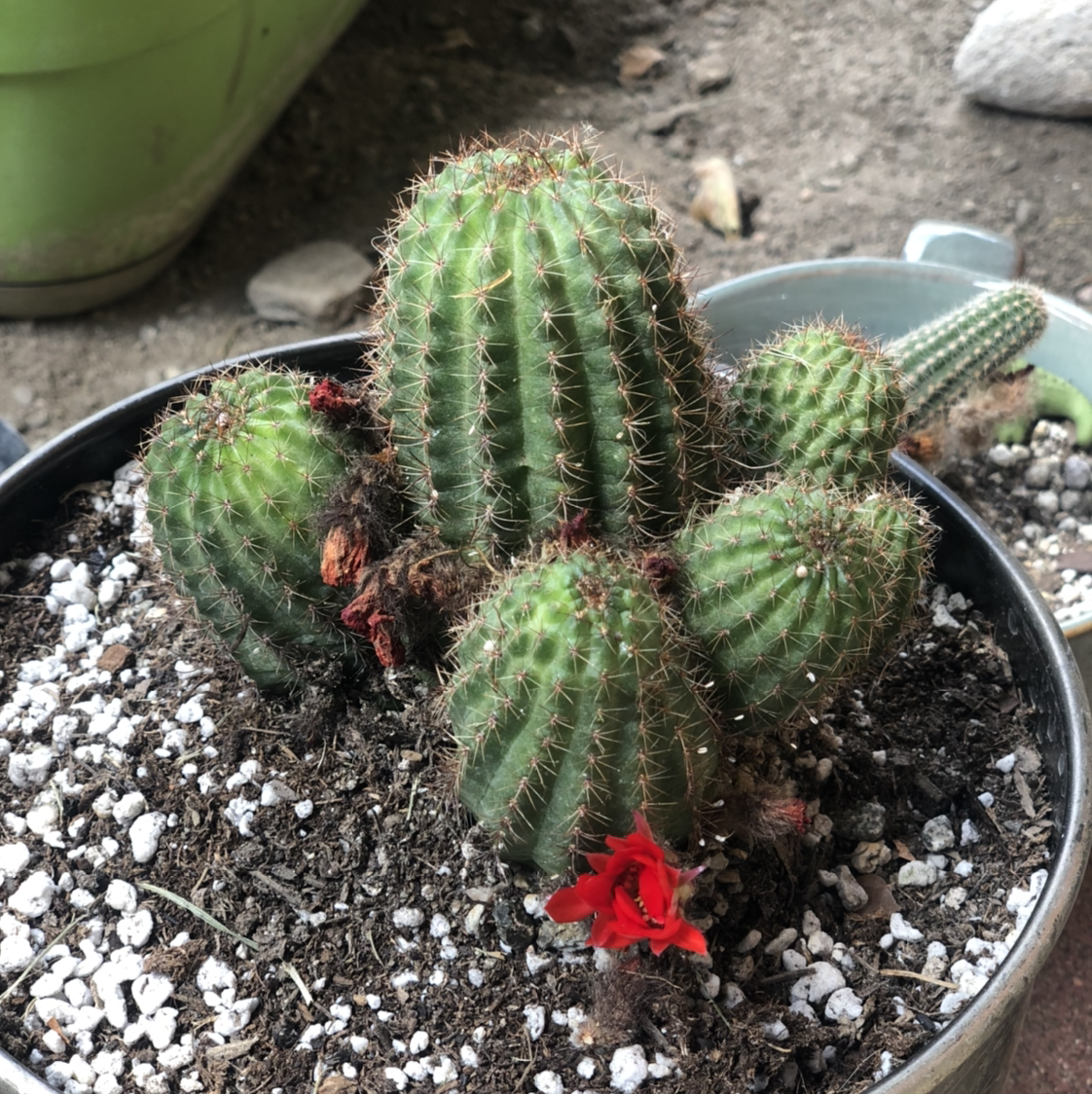 Photo of the plant species Echinopsis 'Rose Quartz' by @PricklyScorpio named Rose Quartz on Greg, the plant care app