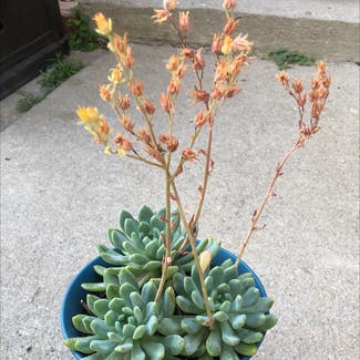 Blue Echeveria plant in Somewhere on Earth