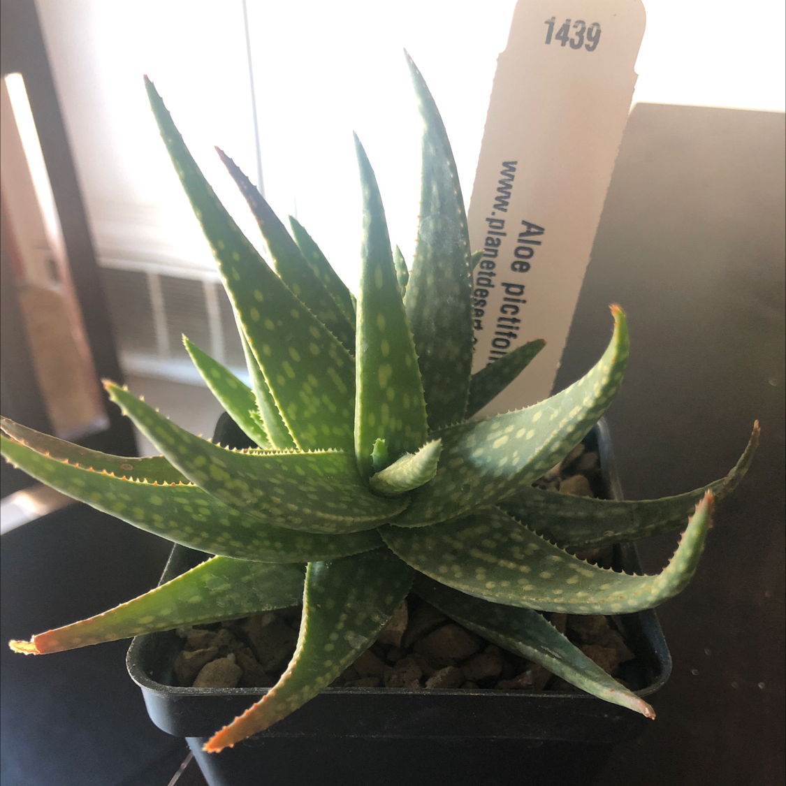 Photo of the plant species Aloe pictifolia by @PricklyScorpio named Picaloe on Greg, the plant care app