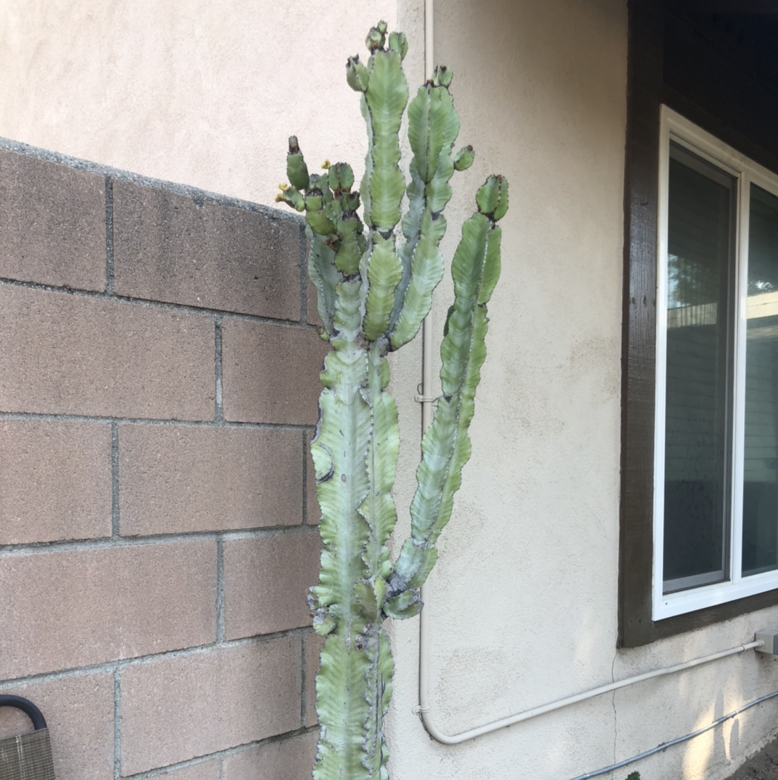 Photo of the plant species Giant African Candelabra Tree by @PricklyScorpio named Buck on Greg, the plant care app