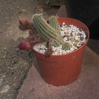 Peanut Cactus plant in Somewhere on Earth