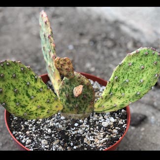 Variegated Prickly Pear Cactus plant in Somewhere on Earth
