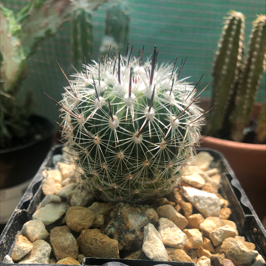 Photo of the plant species Brain Cactus by @PricklyScorpio named Your plant on Greg, the plant care app