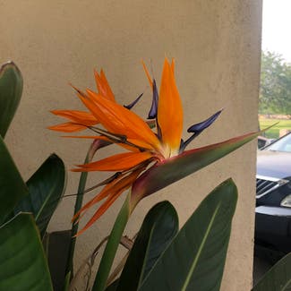 Bird of Paradise plant in Somewhere on Earth