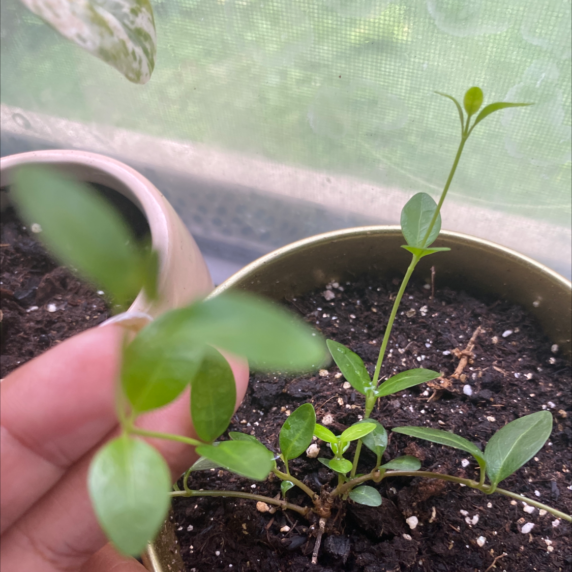 A Lesser Periwinkle plant in a pot with a hand holding part of it.