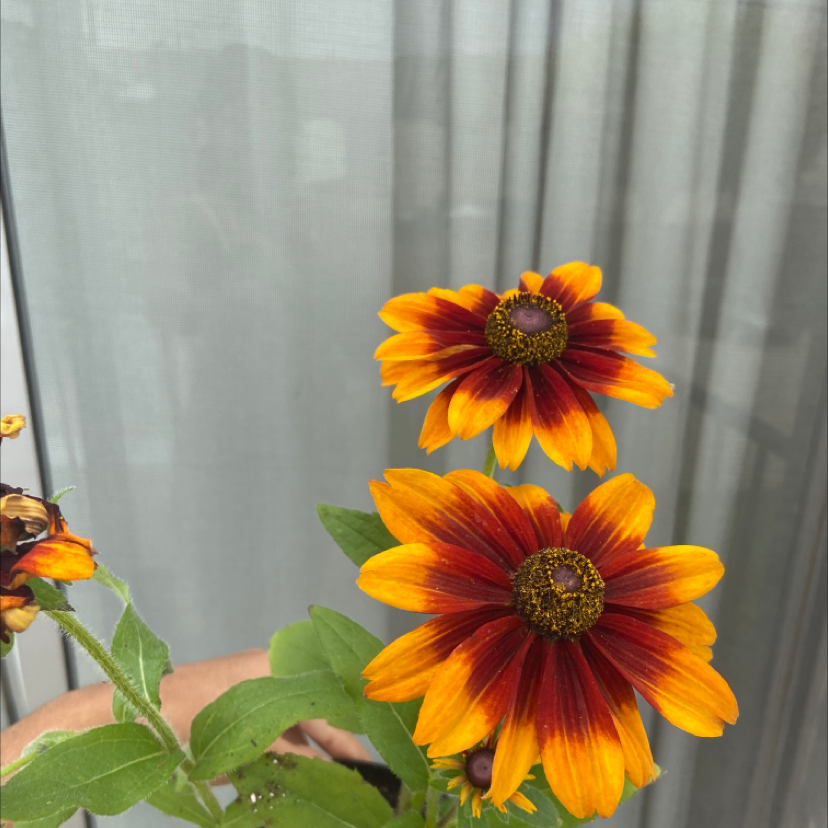 Blackeyed Susan plant with vibrant orange and red flowers, held by a hand.