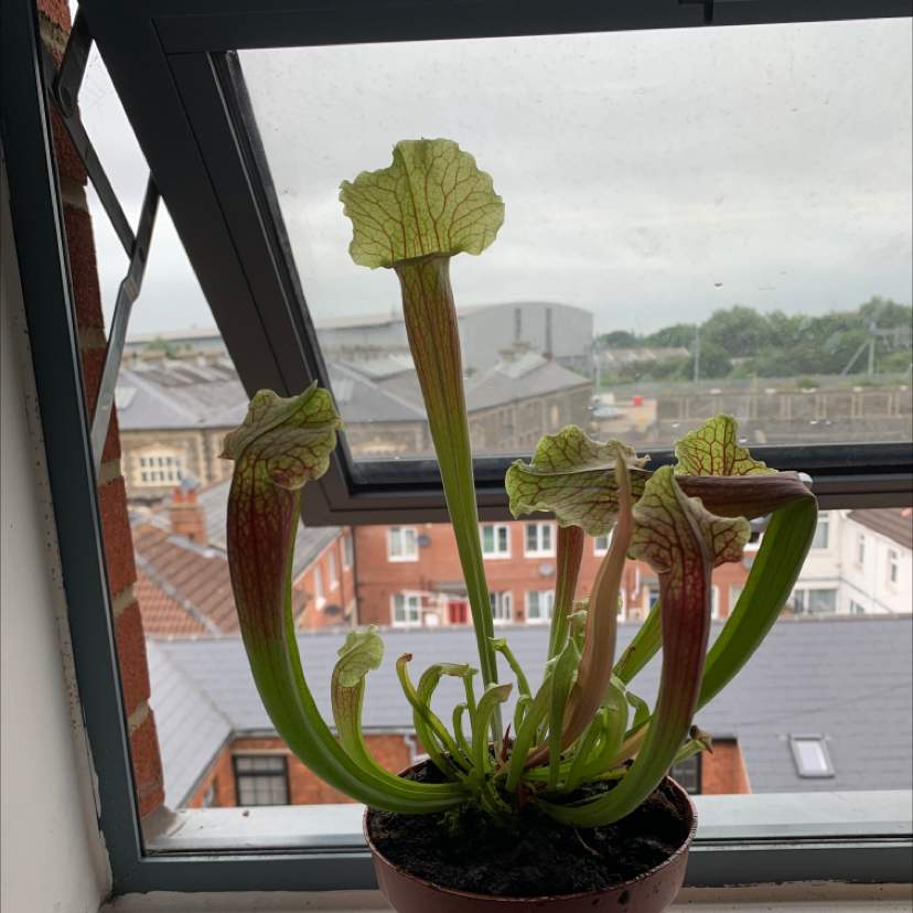 White Topped Pitcher Plant on a windowsill with some browning pitchers.