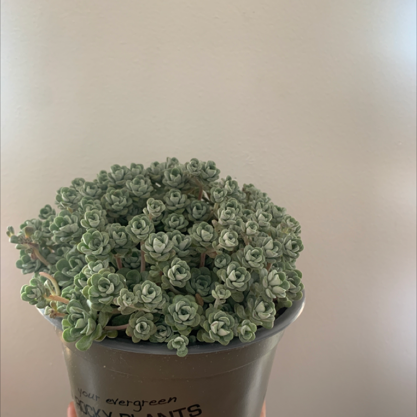 Potted Purdy's Stonecrop succulent with dense, rosette-like leaves, held by hands.