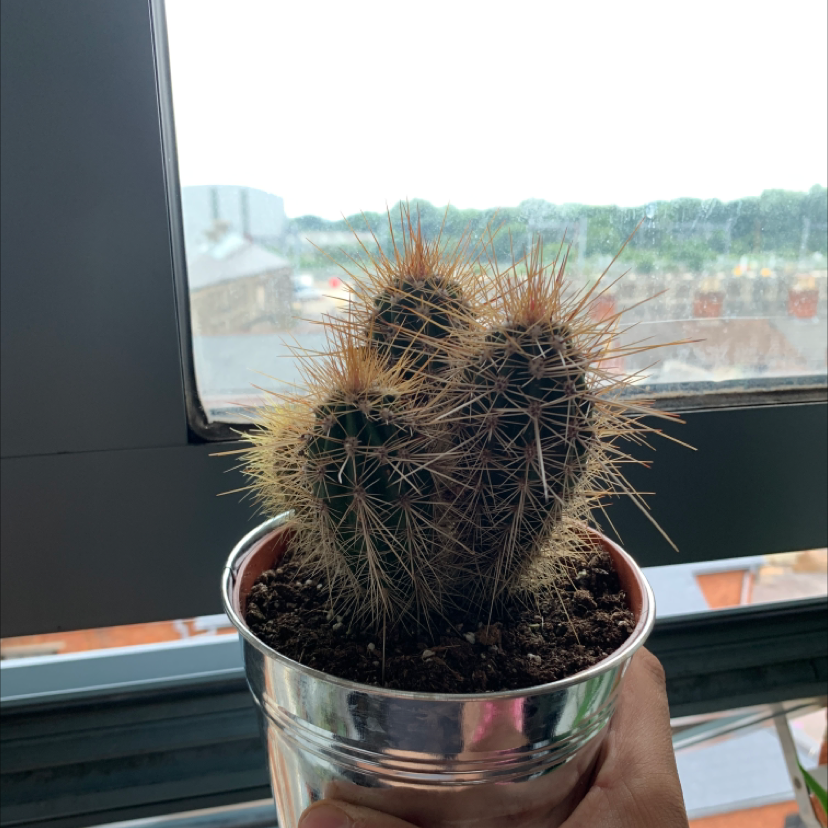 Scarlet Hedgehog Cactus in a metal pot, held by a hand, with visible soil.