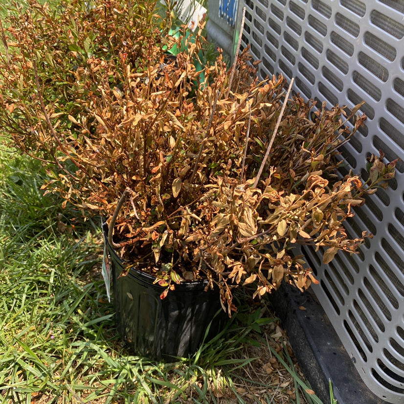 Potted Japanese Meadowsweet plant with significant browning and wilting of leaves, placed outdoors.