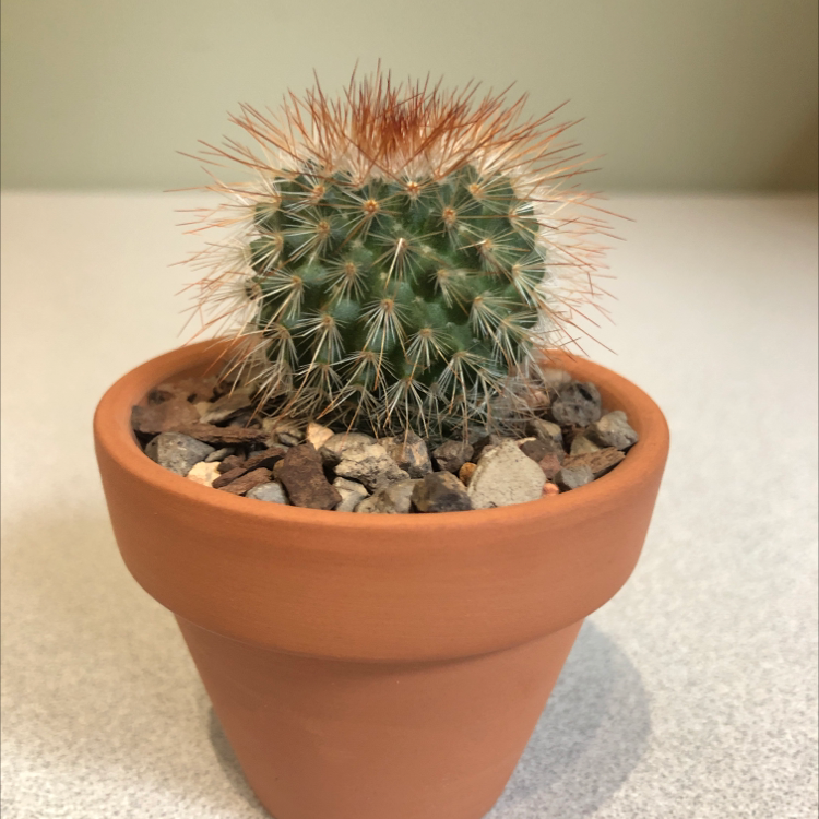 Photo of the plant species Spiny Pincushion Cactus by Cole named Mammillaria Spinosissima on Greg, the plant care app