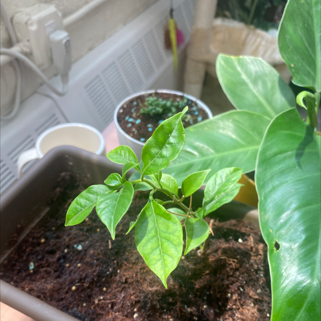 A small green plant in a pot with visible soil, surrounded by other plants.