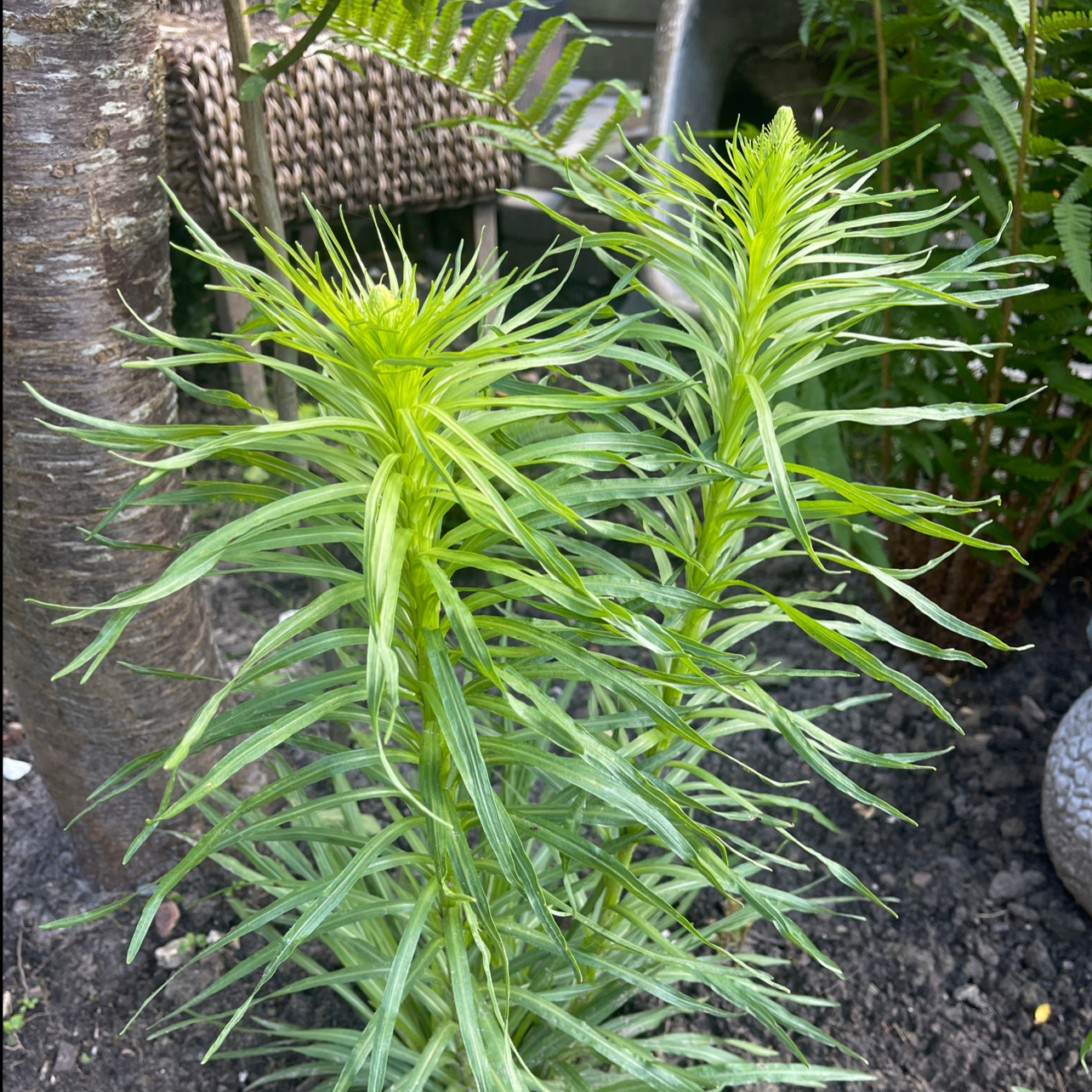 Image of a healthy Canadian Fleabane plant with long, narrow green leaves. Soil is visible.