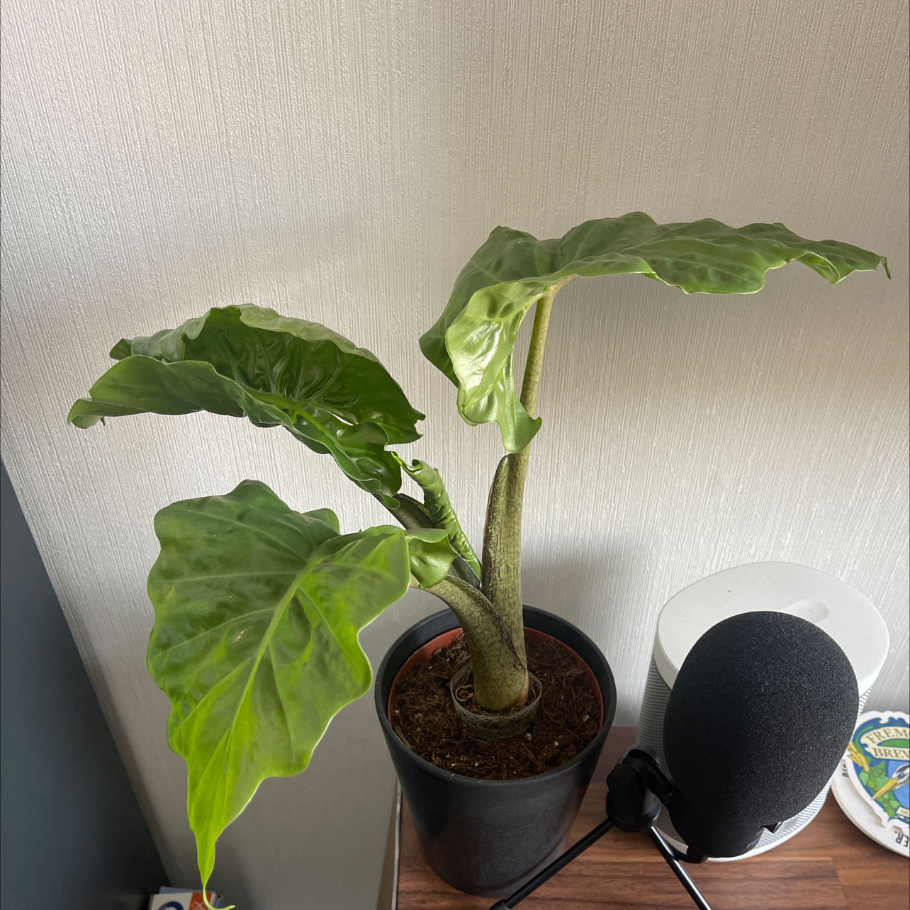 Alocasia 'Portora' plant in a black pot with large green leaves on a wooden surface.