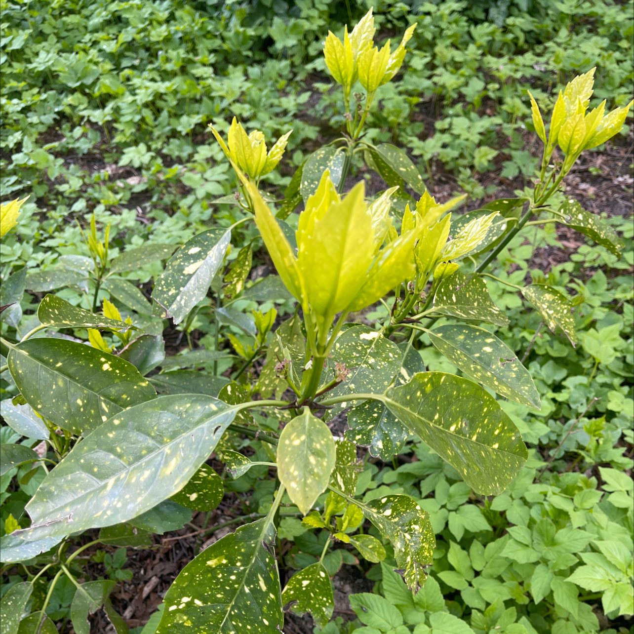 Healthy Japanese Laurel plant with glossy yellow-green leaves growing outdoors among other greenery.