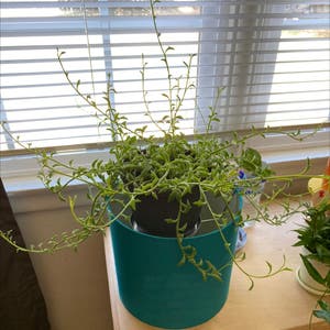 String of Dolphins plant photo by Kymberlena named Willie on Greg, the plant care app.
