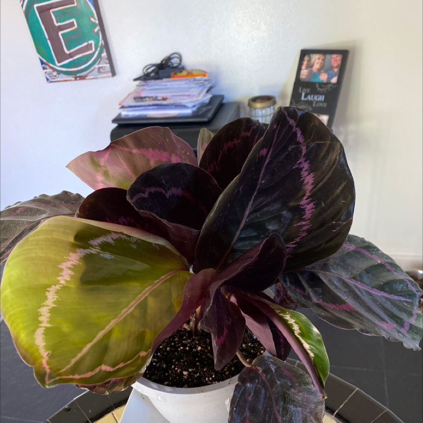 Prayer Plant Dottie plant photo by Kymberlena named Karen on Greg, the plant care app.