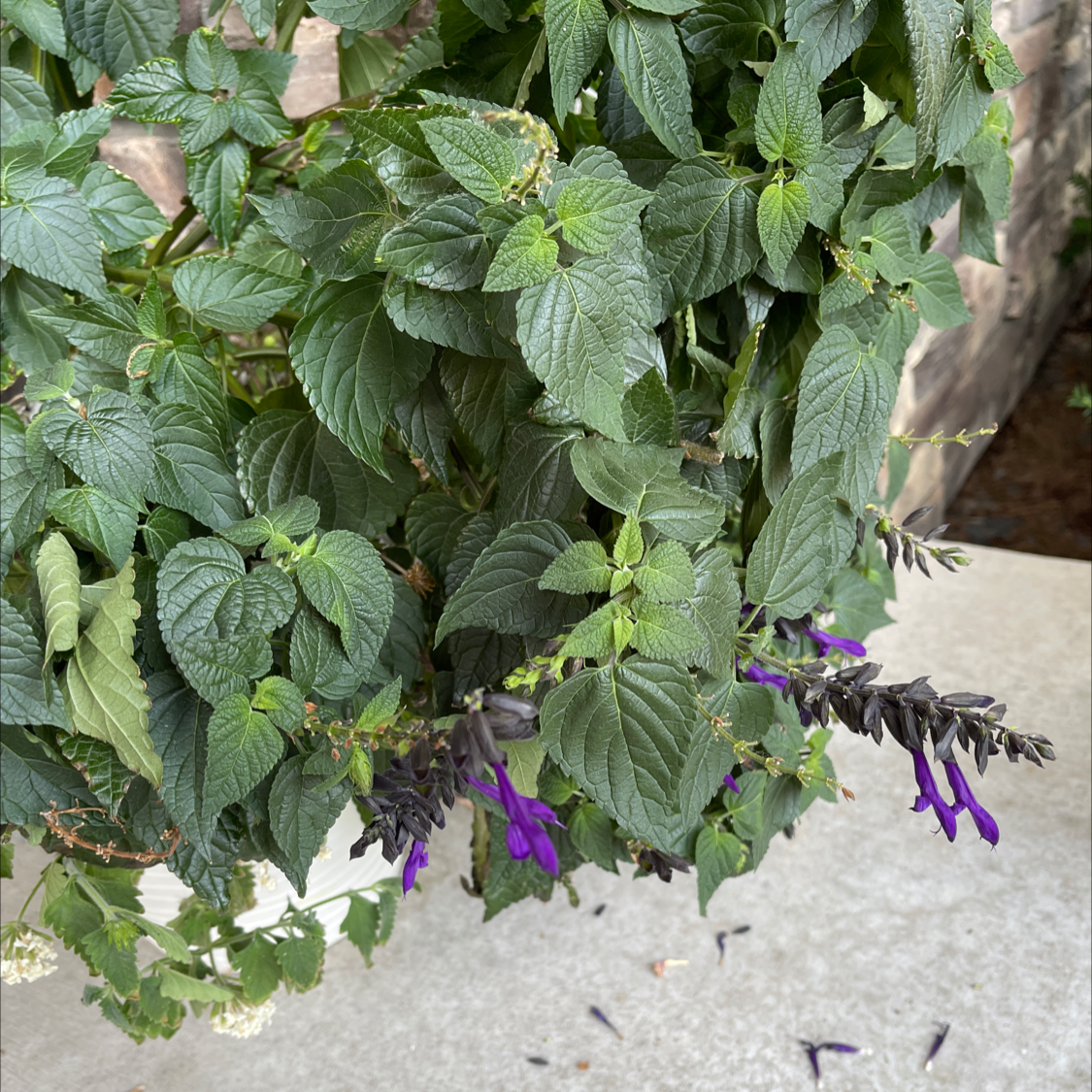 Anise-Scented Sage plant with dark green leaves and purple flowers.