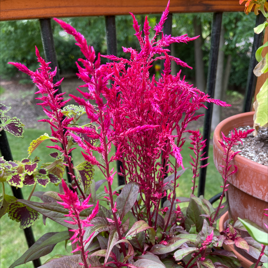 Dragon's Breath Celosia plant with bright red flowers and healthy green leaves.