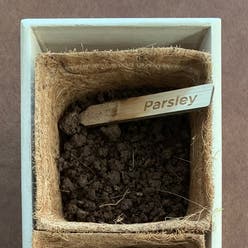 Italian Parsley plant