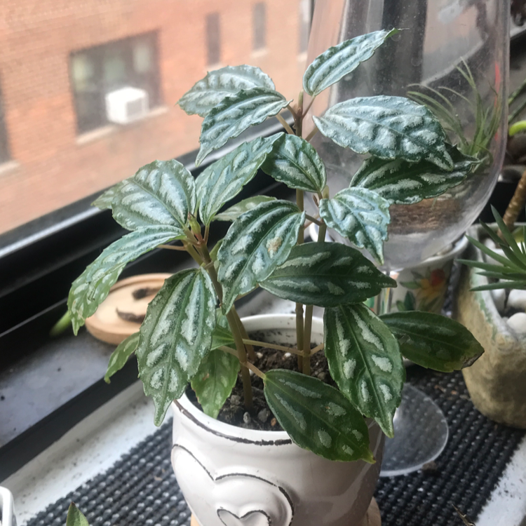 Aluminum Plant plant photo by @Leeyum_ named luckyLou on Greg, the plant care app.