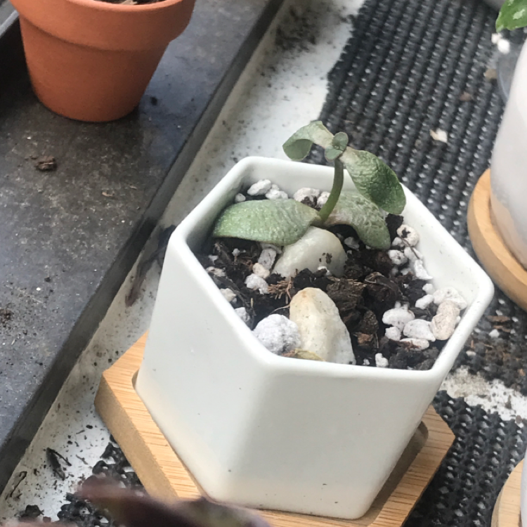 Lucky Plant plant photo by @Leeyum_ named Speck on Greg, the plant care app.