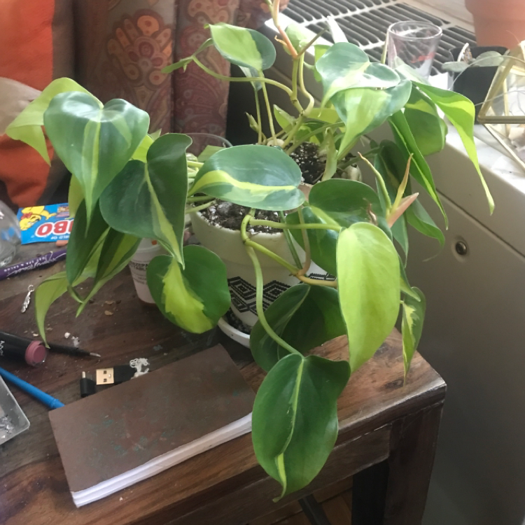 Philodendron Scandens plant photo by @Leeyum_ named Twest on Greg, the plant care app.