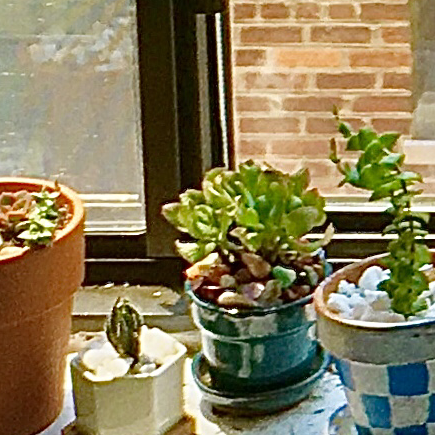 Silver Dollar Plant plant photo by @Leeyum_ named Cessil on Greg, the plant care app.