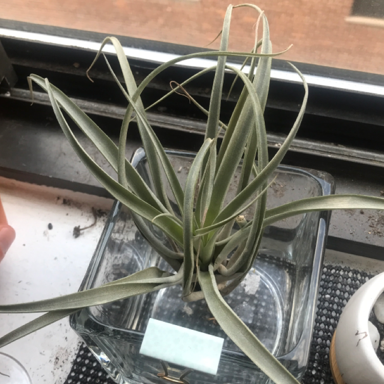 Medusa Head Air Plant plant photo by @Leeyum_ named Your plant on Greg, the plant care app.