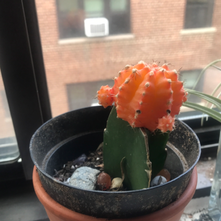 Moon Cactus plant photo by @Leeyum_ named Lickle on Greg, the plant care app.