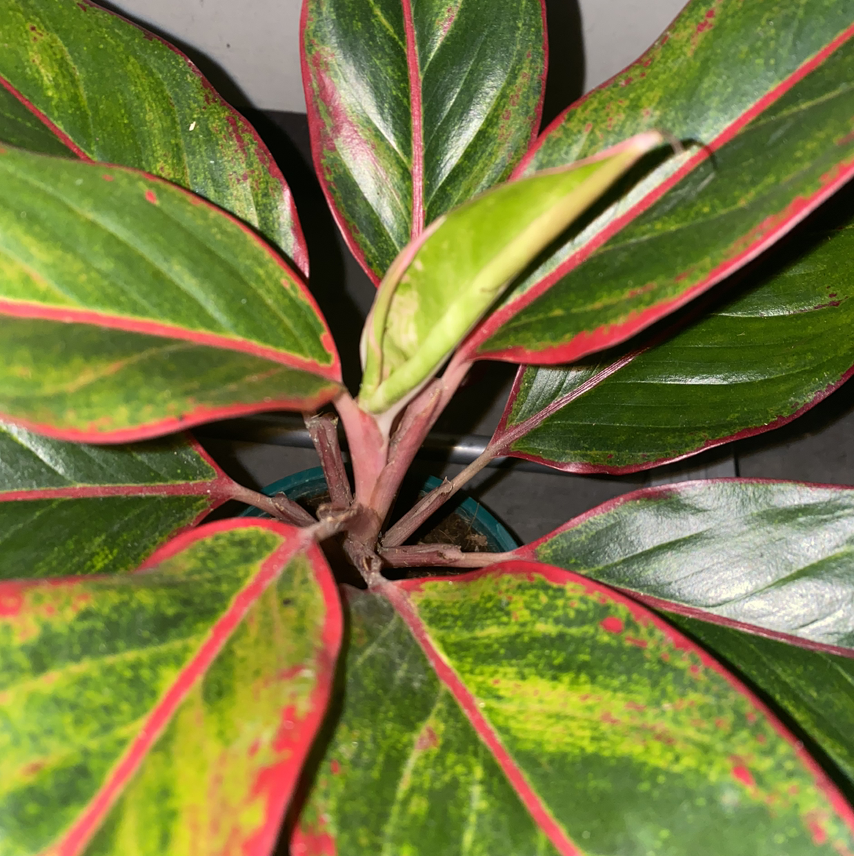 Red Siam Aurora Aglaonema plant with vibrant green and red-edged leaves.