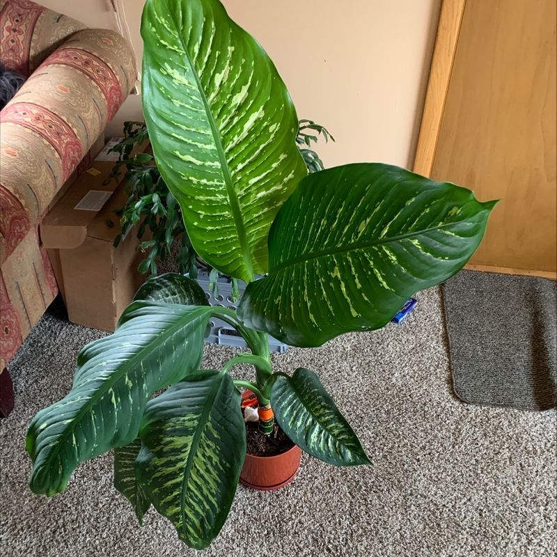 Healthy variegated Dieffenbachia plant with large green and white leaves in a red pot, sitting on gray carpet.