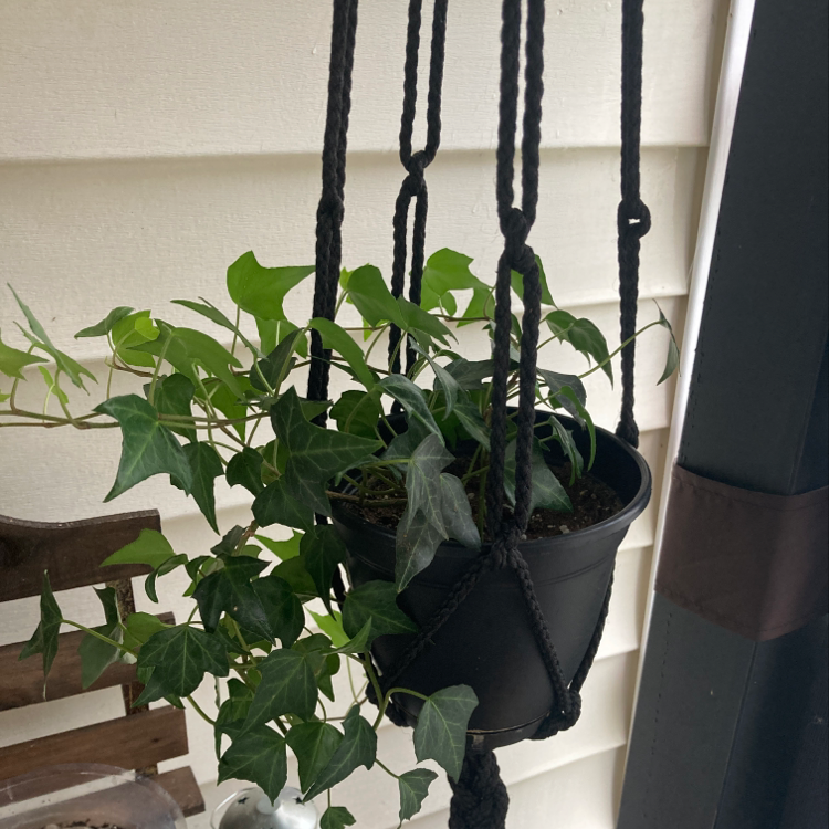 A healthy English Ivy plant with lush green leaves hanging in a black macrame planter against a white wall.