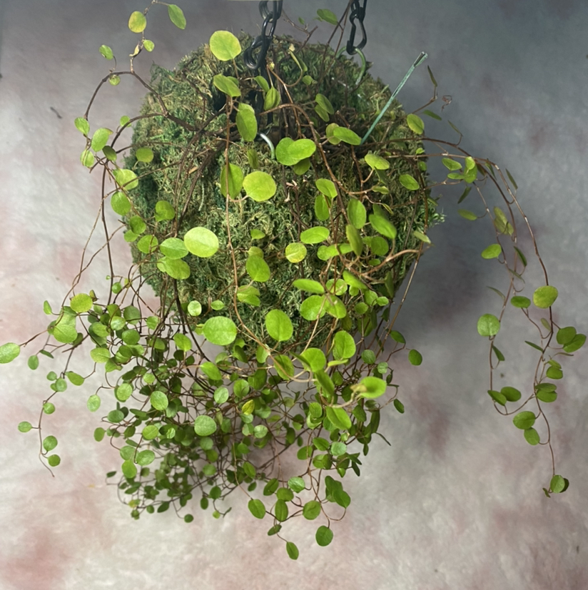 Hanging Maidenhair Vine with small, round green leaves against a neutral background.