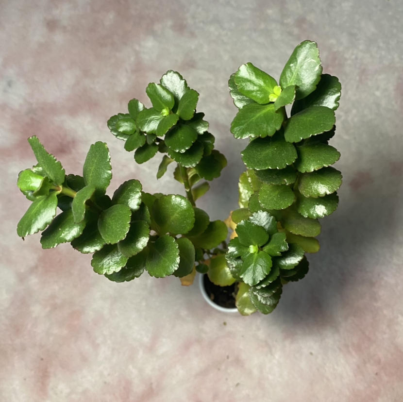 Florist Kalanchoe plant photo by @litl.kitten named Kingsley Shacklebolt on Greg, the plant care app.