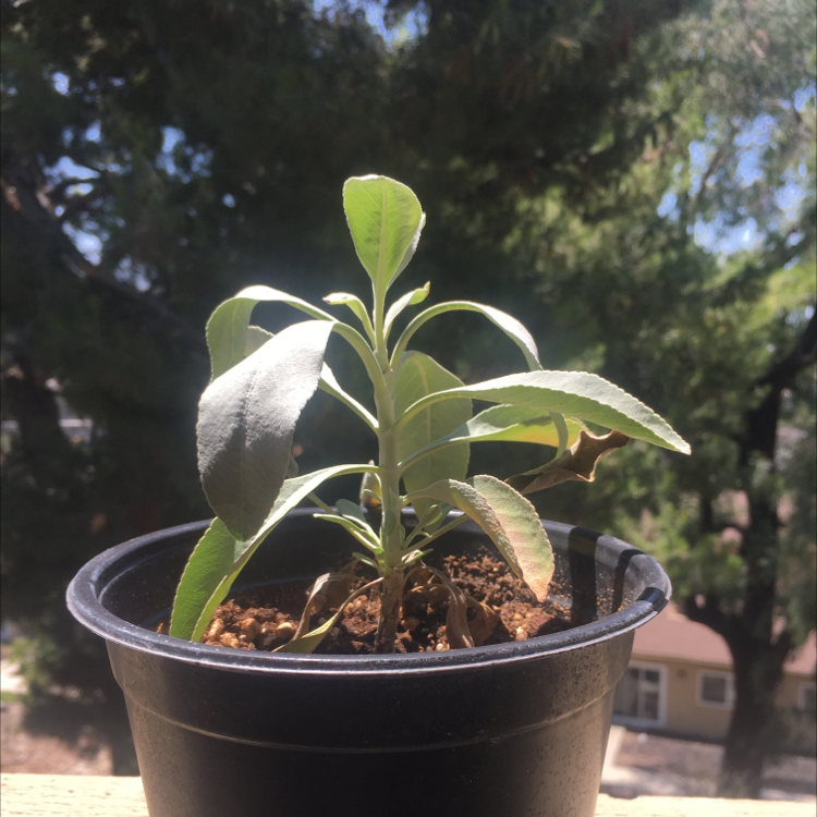 Potted White Sage plant with some browning leaves in a black pot.