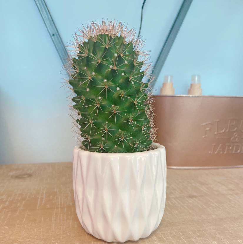 Spiny Pincushion Cactus in a white pot on a wooden surface.