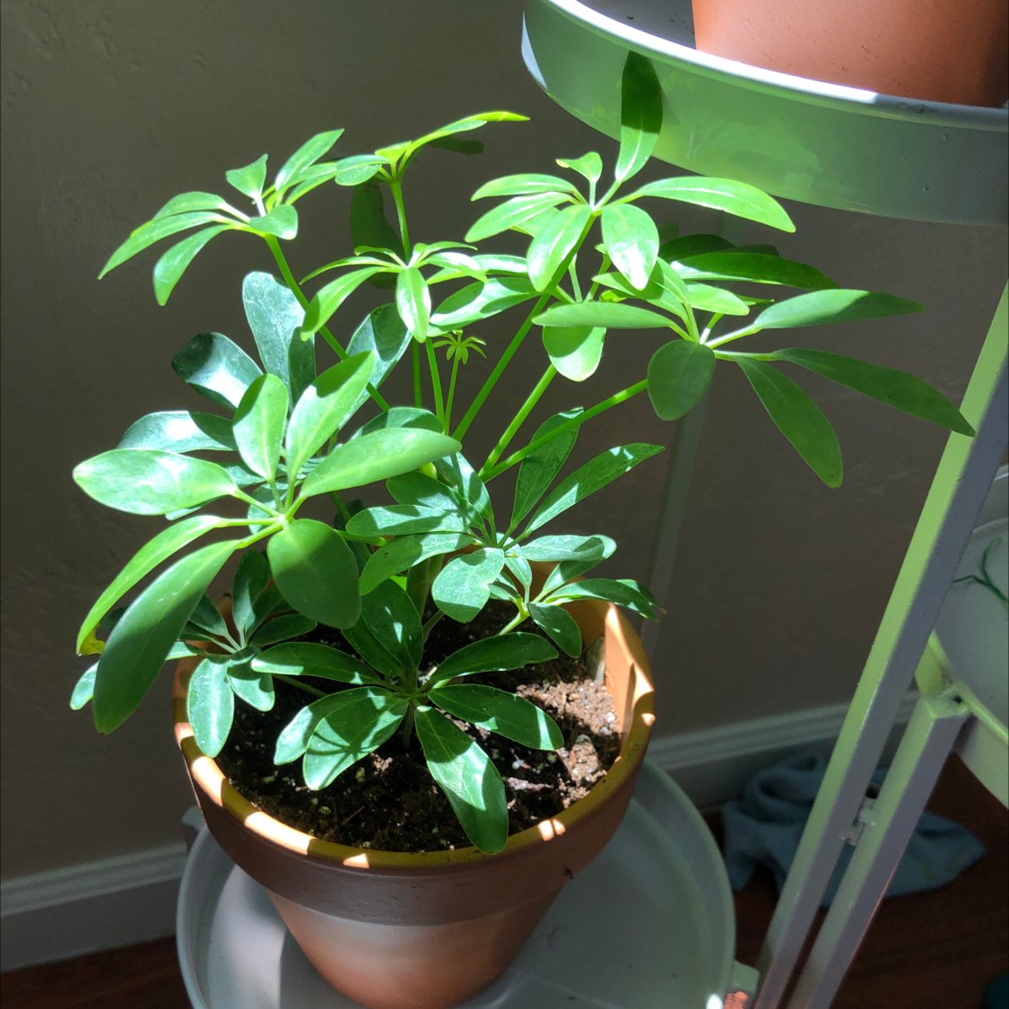 Photo of the plant species Dwarf Umbrella Tree by @jeannie777 named Brenda on Greg, the plant care app