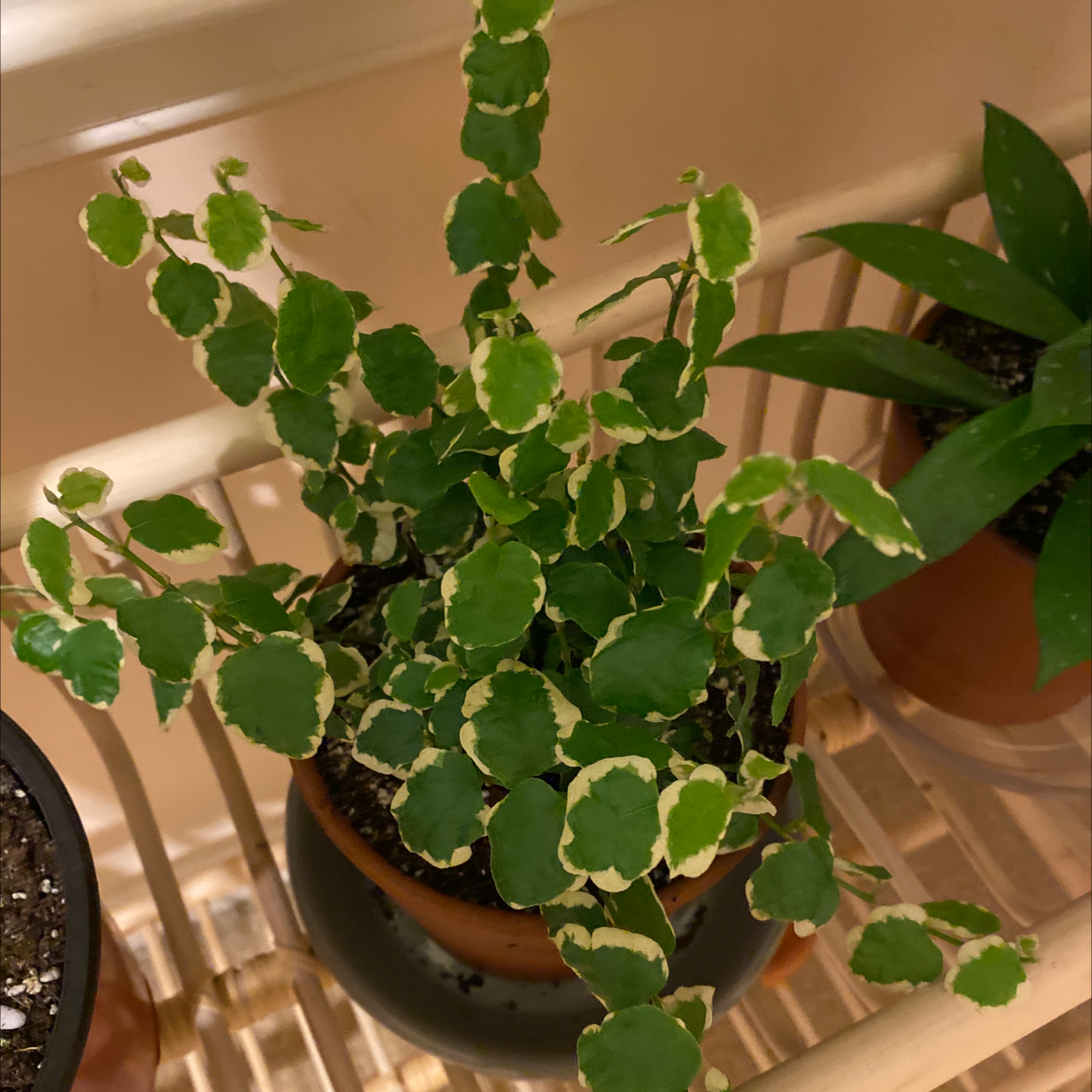 Healthy creeping fig plant with dense green foliage growing in a small terracotta pot, trails over pot edges.
